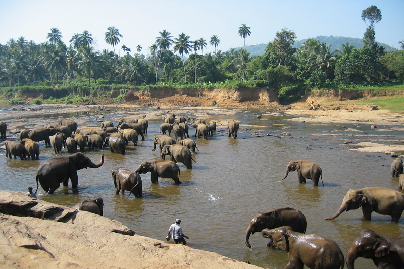 Sri Lanka, Pinnawela Elephant Orphanage